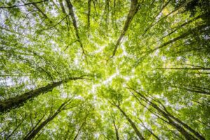 Forest Canopy